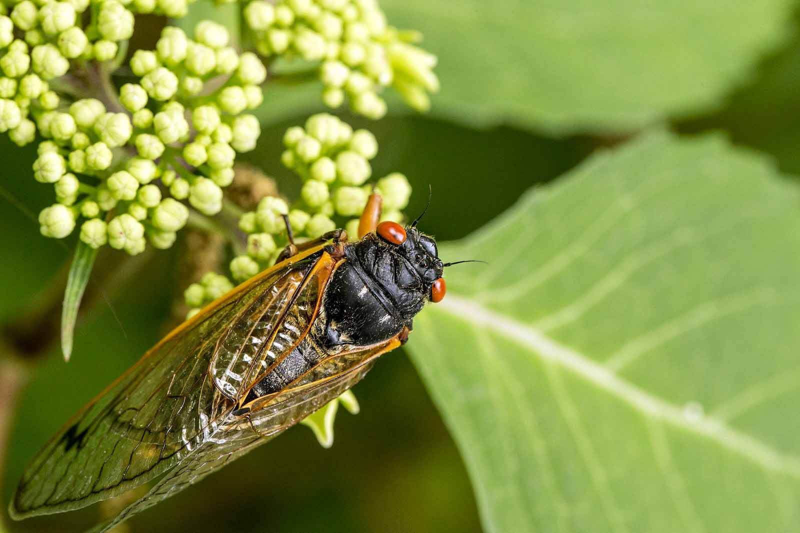 The Cicada: Seasonal Horror — or Nature’s Historian?