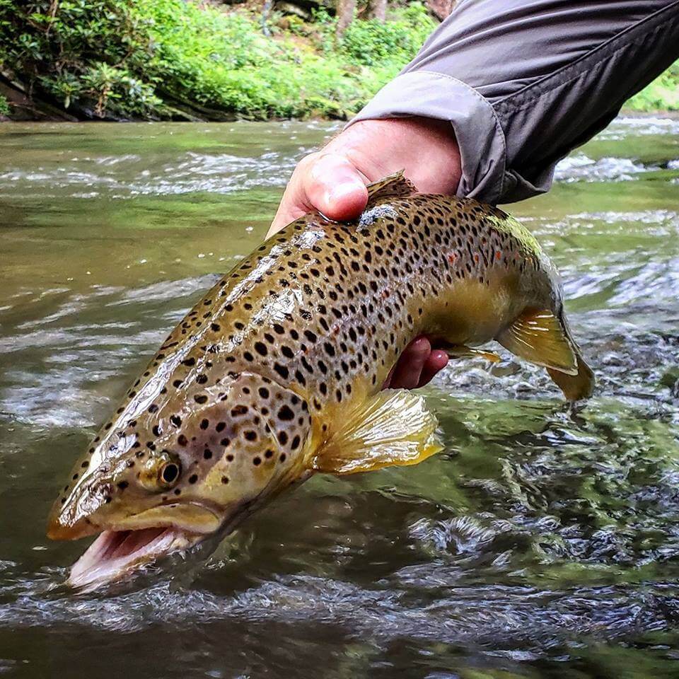 Big trout that was caught fly fishing in Gatlinburg, TN