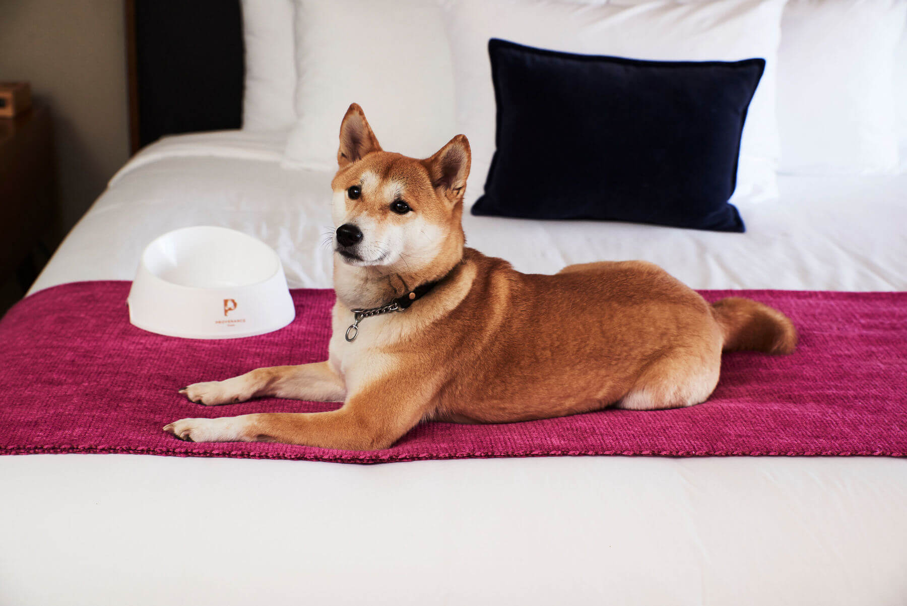 7 Dog-Friendly Hotels Across the South