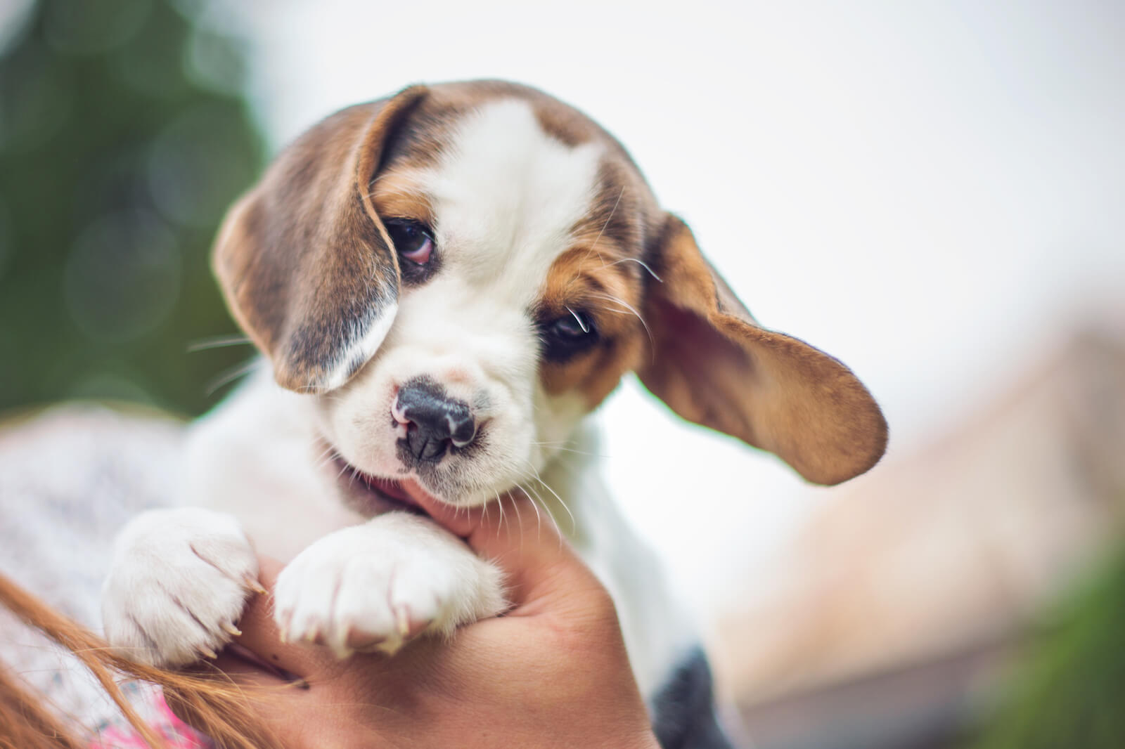 4,000 Beagles Rescued from a Virginia Lab — Here’s How to Help!