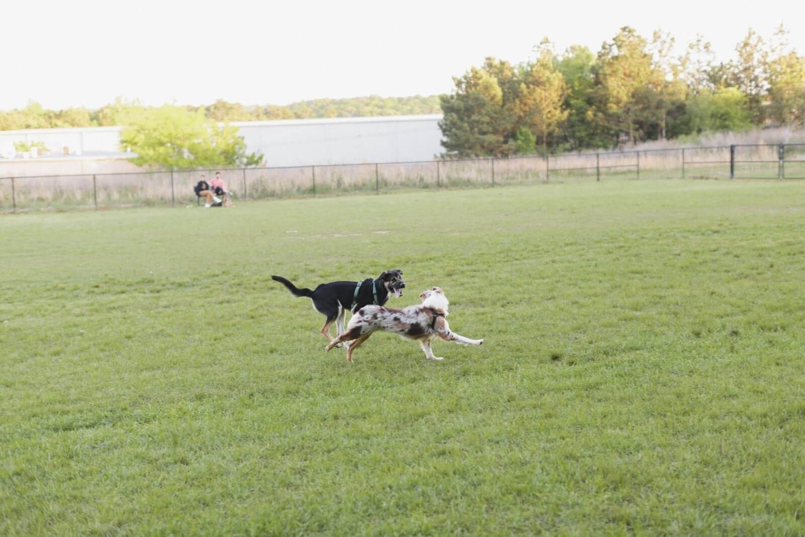 Your Guide to Birmingham Dog Parks