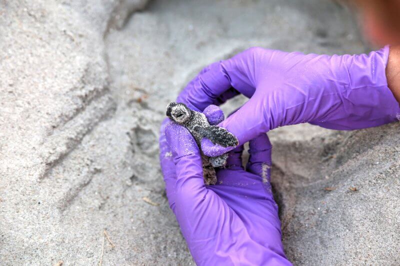 Saving Endangered Baby Turtles in Brunswick Islands, North Carolina