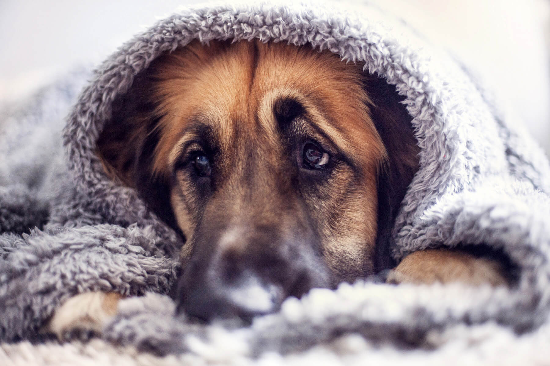 5 Ways to Comfort Your Fireworks-Averse Dog